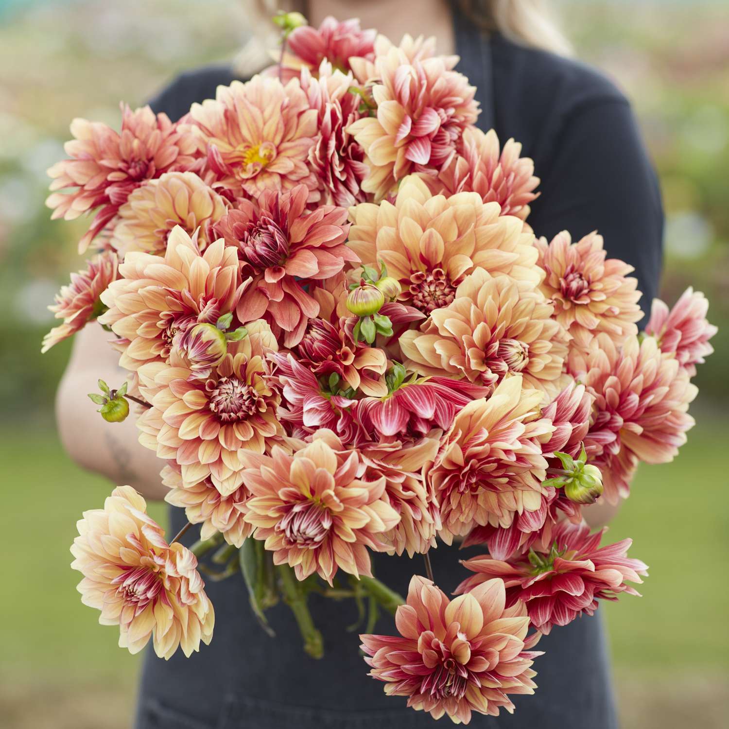 Daalia 'Miss Brandy'
